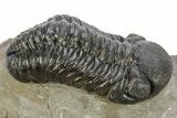 Pair Of Well Preserved Austerops Trilobite - Ofaten, Morocco #224985-3